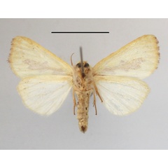 /filer/webapps/moths/media/images/D/delicata_Antheua_A_MGCLb_01.JPG