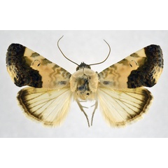 /filer/webapps/moths/media/images/W/wiltshirei_Acontia_PT_NHMO.jpg