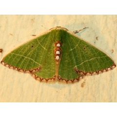 /filer/webapps/moths/media/images/L/leucospilata_Comibaena_A_Sydes.jpg