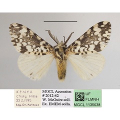 /filer/webapps/moths/media/images/R/rhodalipha_Rhypopteryx_AM_MGCLa_01.jpg