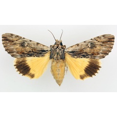 /filer/webapps/moths/media/images/C/catocala_Ulotrichopus_AF_TMSA_01.jpg