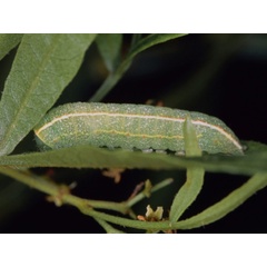 /filer/webapps/moths/media/images/A/adulatrix_Eutelia_C_Roland.jpg