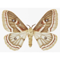 /filer/webapps/moths/media/images/D/distincta_Heniocha_AM_Basquina.jpg