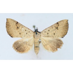 /filer/webapps/moths/media/images/F/fragilis_Antarchaea_AF_TMSA_01.jpg