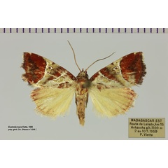 /filer/webapps/moths/media/images/T/tsara_Eustrotia_AM_MNHN.jpg