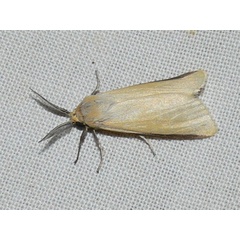 /filer/webapps/moths/media/images/N/nigricosta_Logunovium_A_Goff_02.jpg