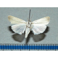 /filer/webapps/moths/media/images/V/vittella_Earias_A_Goffb_01.jpg