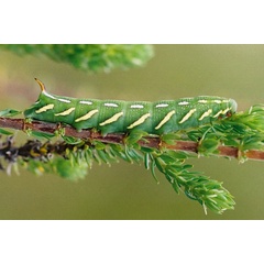 /filer/webapps/moths/media/images/N/namaqua_Temnora_C_Steur.jpg