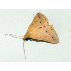 /filer/webapps/moths/media/images/N/nigripalpa_Gesonia_A_Goff.jpg