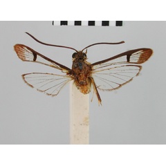 /filer/webapps/moths/media/images/G/gracilis_Synanthedon_HT_BMNH.jpg