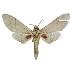 /filer/webapps/moths/media/images/U/ukambaniensis_Neoclanis_PTM_ZSM_03a.jpg
