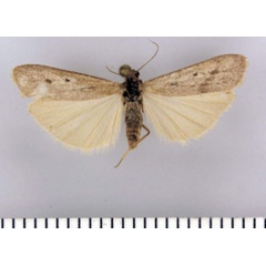 /filer/webapps/moths/media/images/M/musculus_Entephrilema_HT_TMSA.jpg