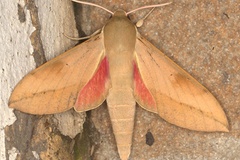 Theretra capensis