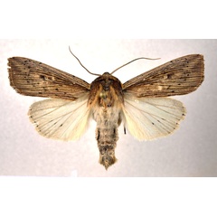 /filer/webapps/moths/media/images/J/joannisi_Leucania_AM_NHMO.jpg