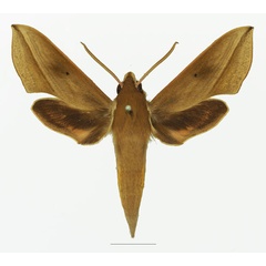 /filer/webapps/moths/media/images/B/batschii_Hippotion_AM_Basquina.jpg