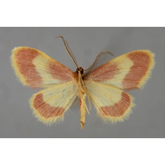 /filer/webapps/moths/media/images/E/exquisita_Idaea_A_ZSM_02.jpg