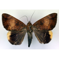 /filer/webapps/moths/media/images/E/ezea_Achaea_A_RMCA_02.jpg