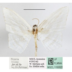 /filer/webapps/moths/media/images/C/costinigrata_Acropteris_A_MGCLa_01.JPG