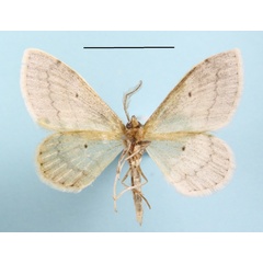 /filer/webapps/moths/media/images/P/palpifera_Scopula_A_MGCLb_01.JPG
