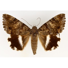 /filer/webapps/moths/media/images/C/catella_Achaea_AM_TMSA_01.jpg