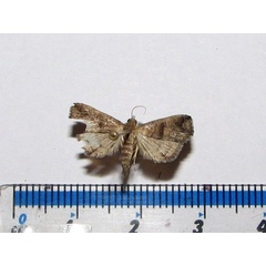 /filer/webapps/moths/media/images/F/fractalis_Polypogon_A_Goff_02.jpg