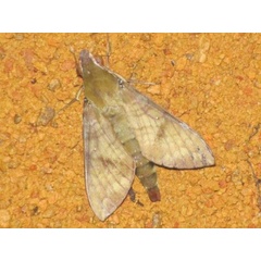 /filer/webapps/moths/media/images/M/maculosa_Nephele_A_Stanton.jpg