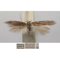 /filer/webapps/moths/media/images/S/synecta_Gnorimoschema_MLT_TMSA.jpg