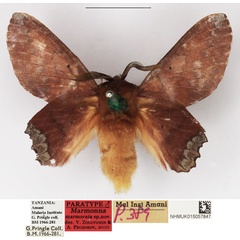 /filer/webapps/moths/media/images/M/marmorata_Marmonna_PTM_NHMUK_03.jpg