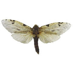 /filer/webapps/moths/media/images/B/biatra_Pseudozeuzera_AF_RMCA.jpg