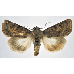 /filer/webapps/moths/media/images/N/nigrescens_Aedia_AM_NHMO_02.jpg