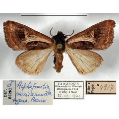 /filer/webapps/moths/media/images/S/semiarcuata_Aspidifrontia_HT_MSNM.jpg