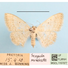 /filer/webapps/moths/media/images/M/minorata_Scopula_A_MGCLa_02.jpg