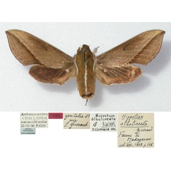 /filer/webapps/moths/media/images/A/albolineata_Hippotion_HT_MNHN.jpg