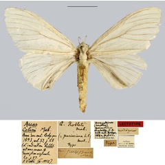 /filer/webapps/moths/media/images/C/colini_Areas_LT_MNHN.jpg