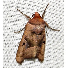 /filer/webapps/moths/media/images/C/cinisigna_Conservula_A_Braun_13.jpg