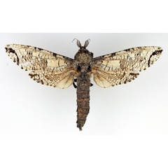 /filer/webapps/moths/media/images/M/moderata_Strigocossus_AM_TMSA_01.jpg