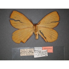 /filer/webapps/moths/media/images/L/latifasciata_Epijana_HT_RMCA_02.jpg