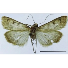 /filer/webapps/moths/media/images/A/angularis_Evergestis_HT_ZSM.jpg