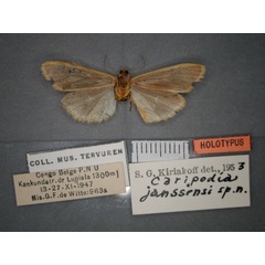 /filer/webapps/moths/media/images/J/janssensi_Caripodia_HT_RMCA_02.jpg