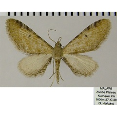 /filer/webapps/moths/media/images/S/semipallida_Eupithecia_AM_ZSM.jpg