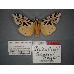 /filer/webapps/moths/media/images/L/lemairei_Kiriakoffalia_PT_RMCA_01.jpg