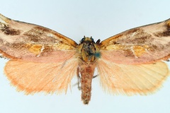 Crothaema schoutedeni