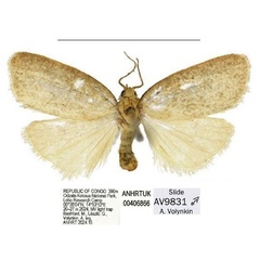 /filer/webapps/moths/media/images/L/lobo_Spatulosia_HT_ANHRT.jpg