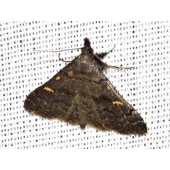 /filer/webapps/moths/media/images/F/flavisignata_Naarda_A_Braun.jpeg
