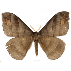 /filer/webapps/moths/media/images/O/obscura_Rhodopteriana_AM_Basquin_02.jpg