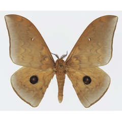 /filer/webapps/moths/media/images/T/tyrrhena_Pseudobunaea_AM_Basquin_02a.jpg