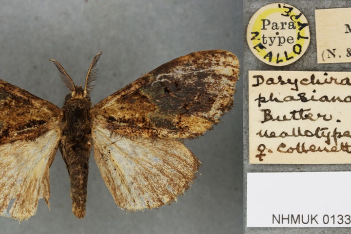 /filer/webapps/moths/media/images/P/phasiana_Parorgyia_NAT_BMNHa.jpg