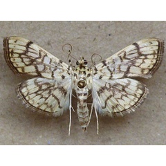 /filer/webapps/moths/media/images/D/derogata_Haritalodes_A_Butler.jpg