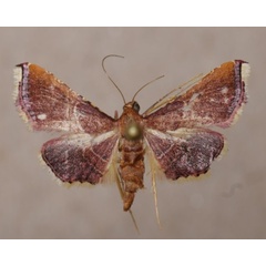 /filer/webapps/moths/media/images/E/erythralis_Endrotricha_A_Butler_01.jpg