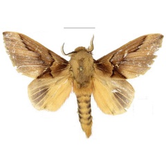 /filer/webapps/moths/media/images/A/adalensis_Leptometa_PTM_Mueller_01.jpg